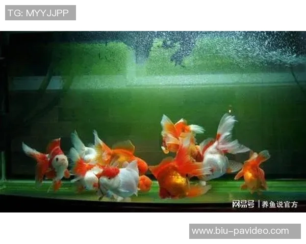 鱼缸论是事实，但西甲强度低也是事实